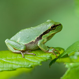 Tree frogs